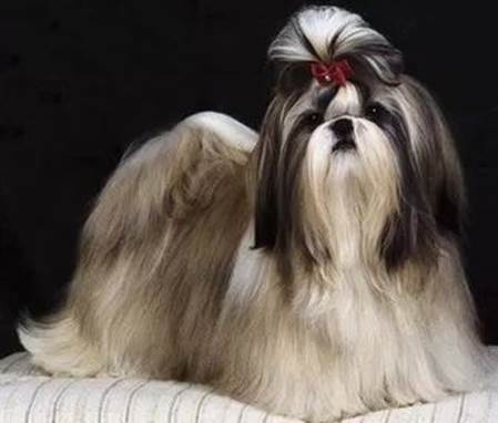 土狗不土田园犬,土狗真的不土吗