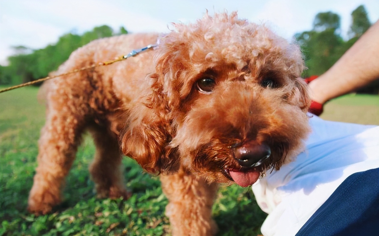 泰迪犬几种颜色最好,什么颜色的泰迪犬最贵最好