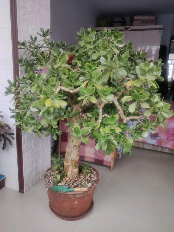 玉树一棵小苗,玉树一棵可以养吗