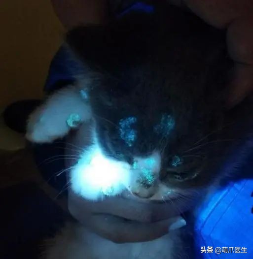 猫咪过敏是属于炎症反应吗,猫咪过敏怎么排除过敏源