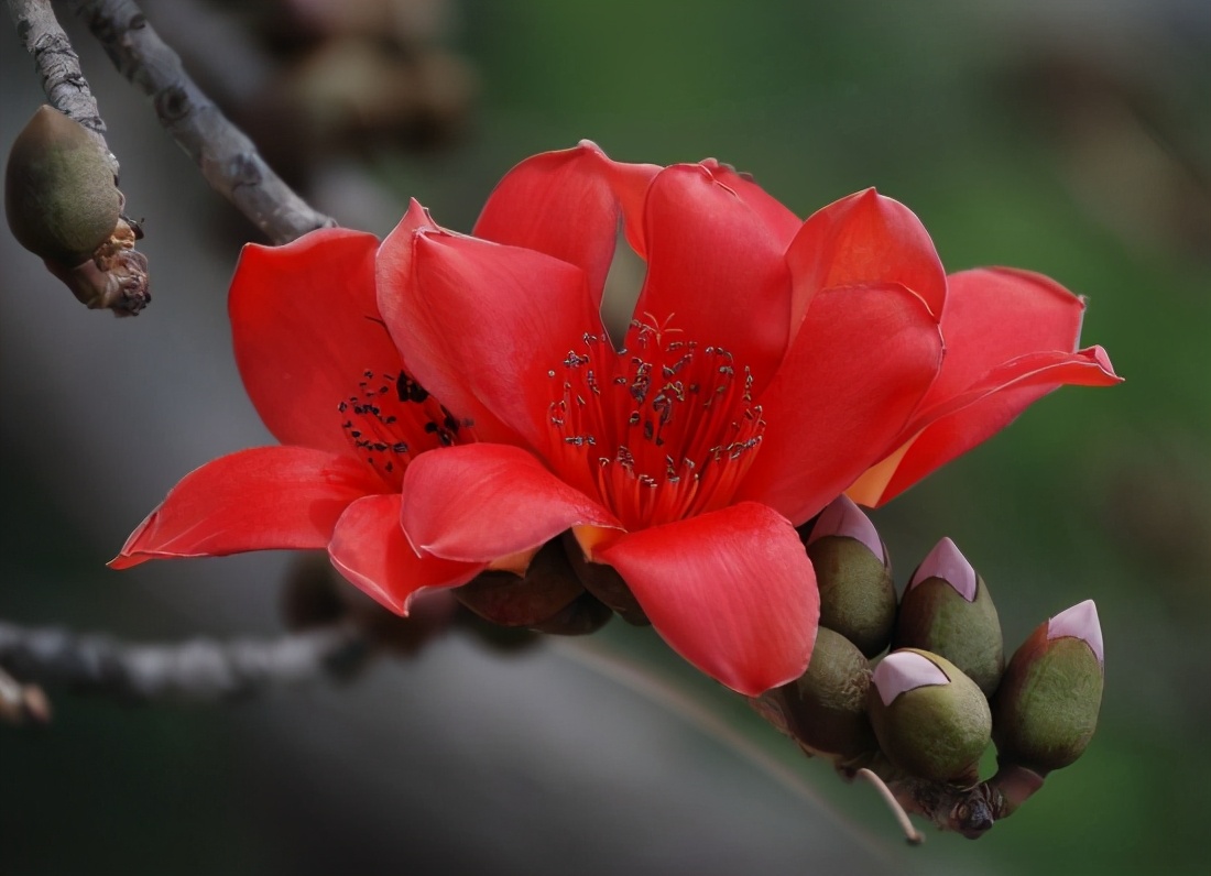 树的花语你知道是什么吗,你知道茉莉花的花语吗