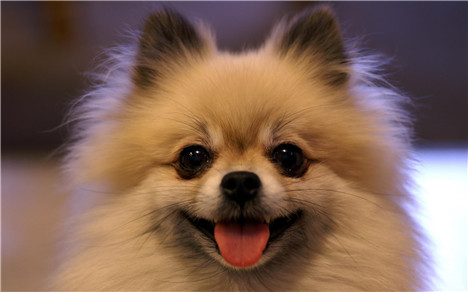 博美犬三个月怎么养,博美犬怎么养才能不生病