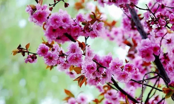 这些梅花真是美不胜收,所有梅花类型