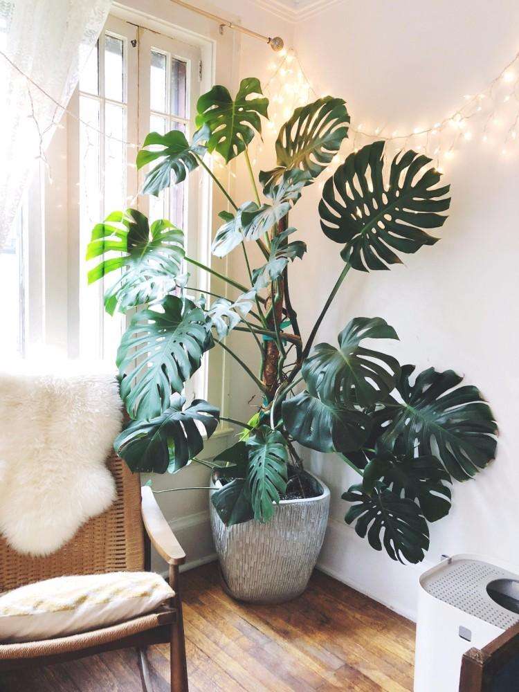 13种有毒的盆栽花卉有哪些,十种有毒的花卉有哪些