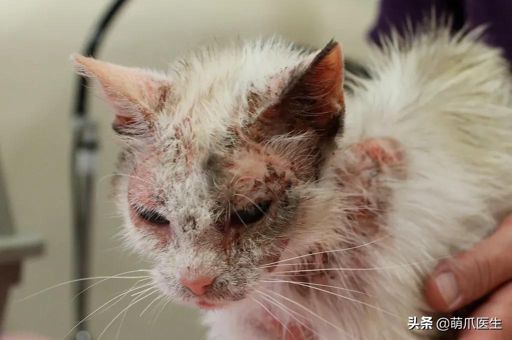 猫咪过敏是属于炎症反应吗,猫咪过敏怎么排除过敏源