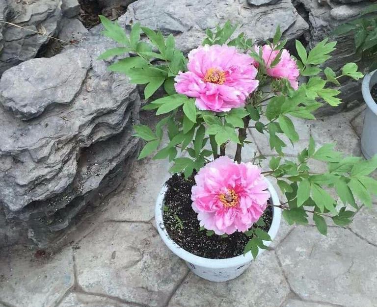 牡丹花怎么栽培开花快,牡丹花怎么栽种才开花