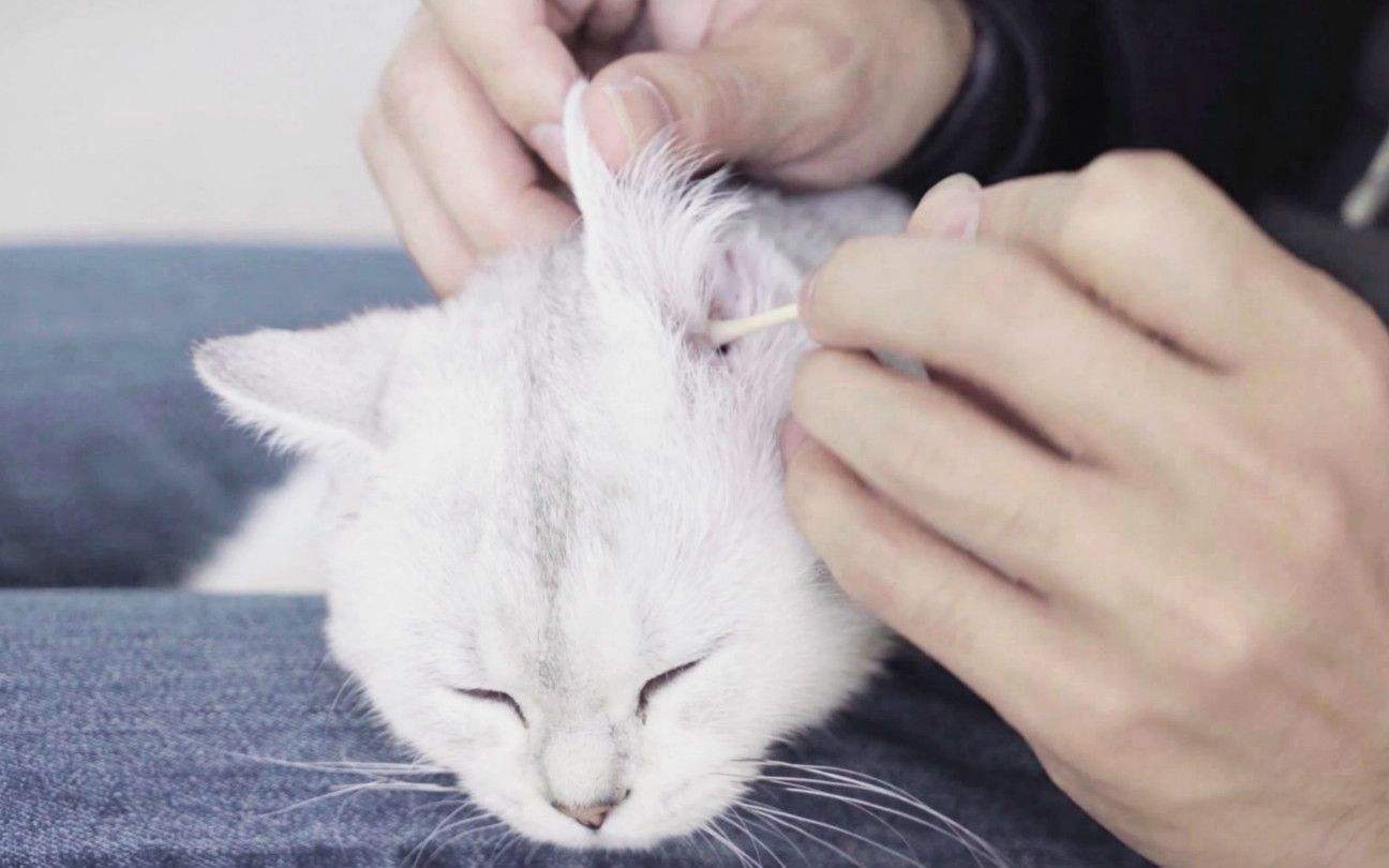 辟谣：猫咪越干净越健康？兽医：这5处地方不要洗得太干净