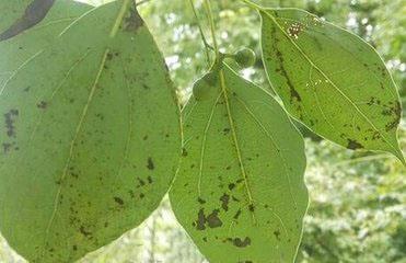 香樟树的种植方法大全,北方适合种植香樟树吗