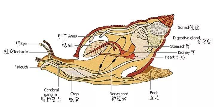 海螺的尾巴为什么好吃,海螺尾部是黄还是屎可以吃吗
