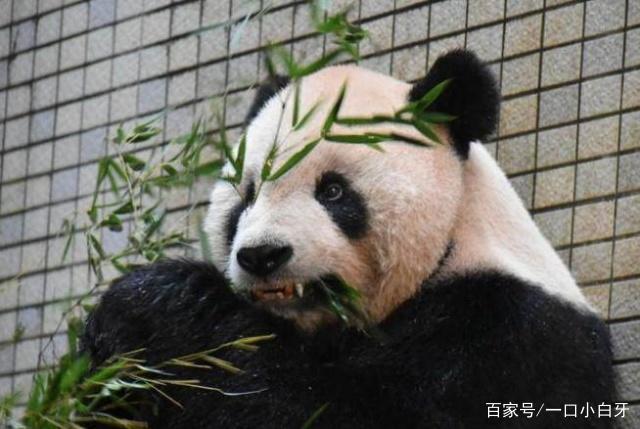 大熊猫戴牙套,大熊猫的牙齿能不能矫正