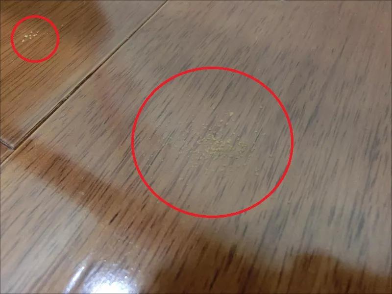 藏在木质家具里的虫子是什么,吃家具的虫子怎么消灭