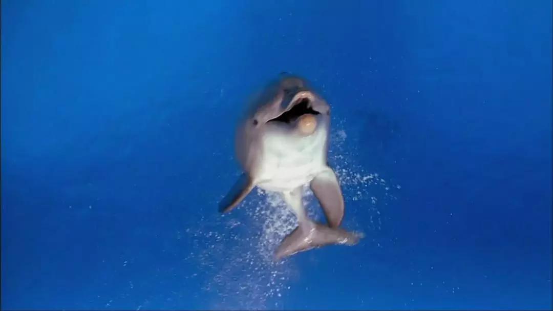 海豚湾被吐槽视频,海豚湾充满争议