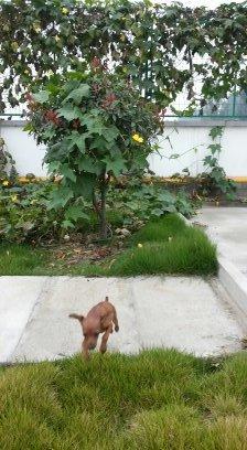 伸舌头的小鹿犬,爱洗澡的小鹿犬