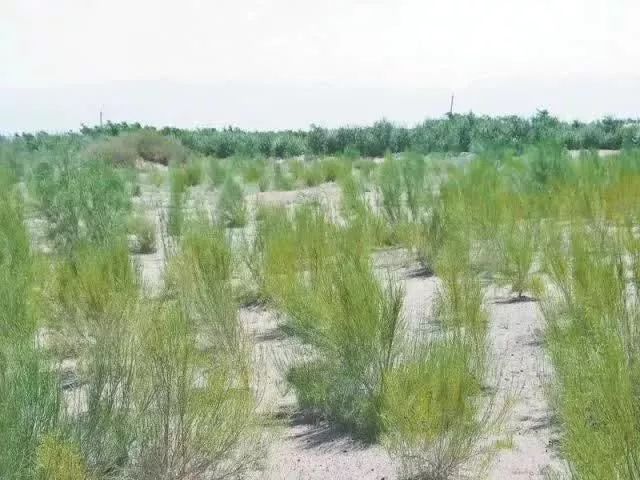 所有太仓人，你的蚂蚁森林里有几颗梭梭树啦？