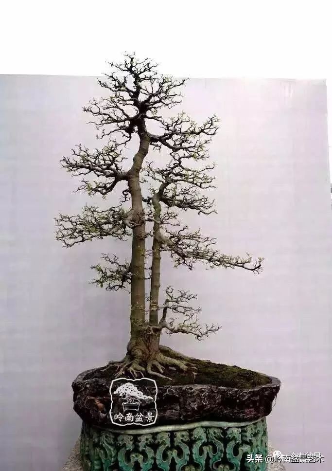 榆树盆景何时修剪最好,盆景怎样修剪最好看