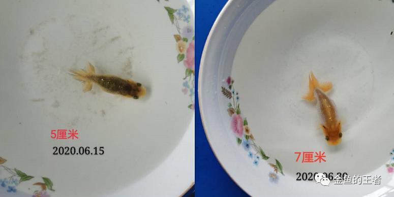养功考试1个月，20条鱼的前后成长对比，变化太惊艳了