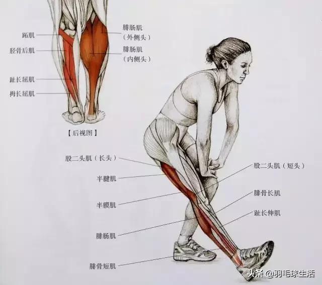 打羽毛球防止腿变粗,打羽毛球前后拉伸动作防止腿变粗