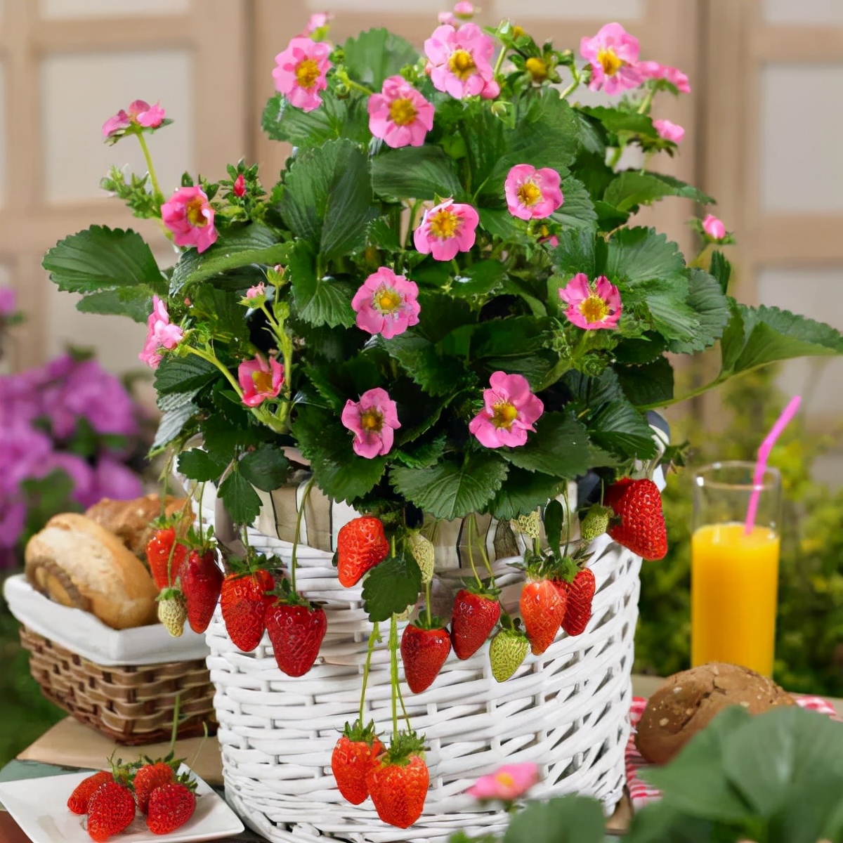 红花草莓托斯卡纳,红花草莓和白花草莓哪个好