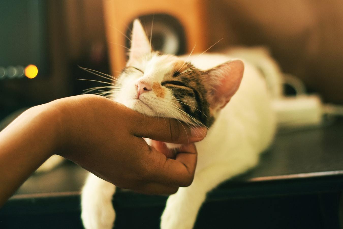 如何用猫语告诉猫咪你别害怕,教你读懂猫咪的9种“喵语”