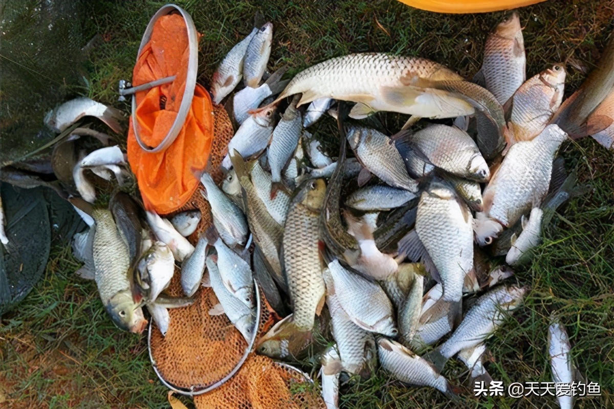 春季钓鱼的六个关键技巧,早春钓鱼把握几个要点爆护不再难