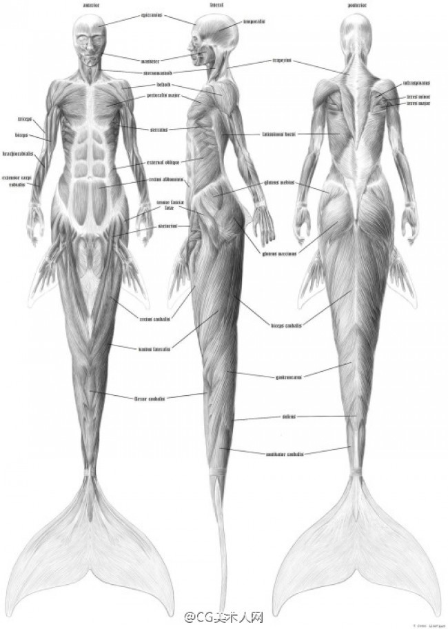 美人鱼到底是什么生物,美人鱼的身体构造图