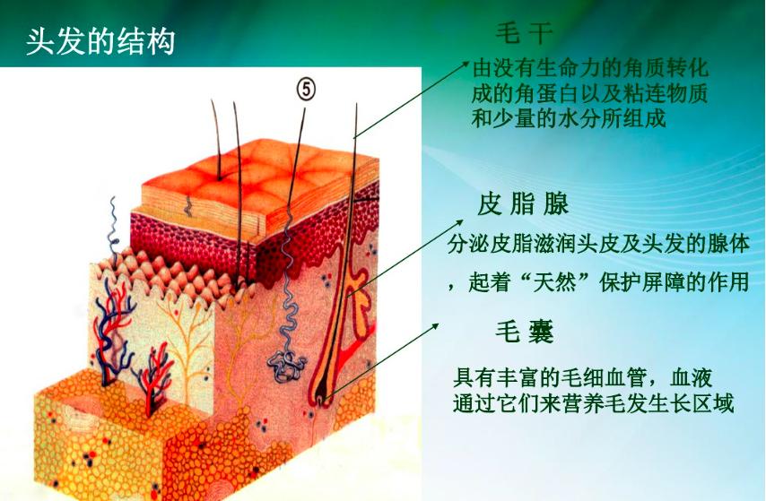头发的三大层的结构,头发的三大层分别是什么