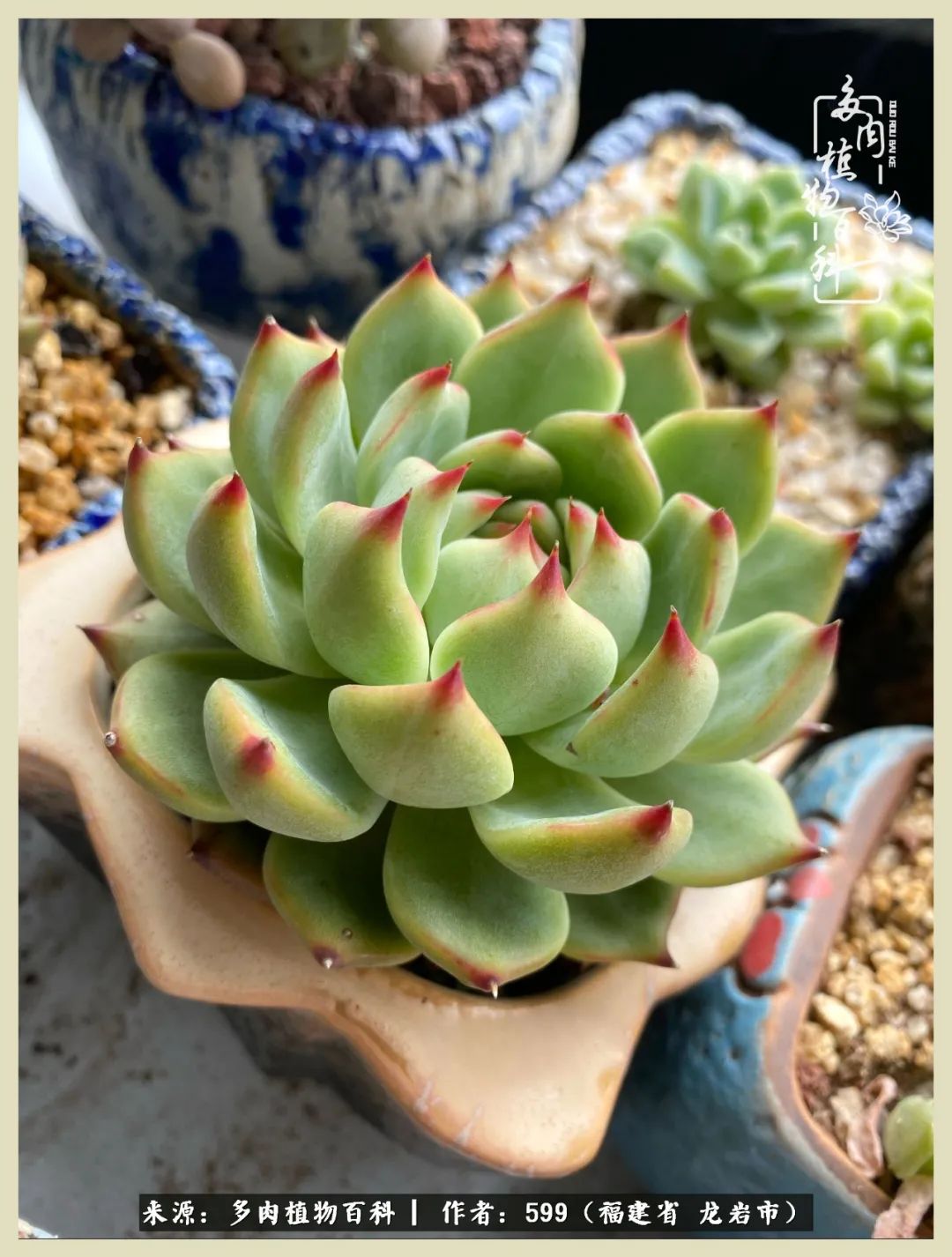 生活需要努力也需要花草,所有的酷爱都需要不遗余力图片