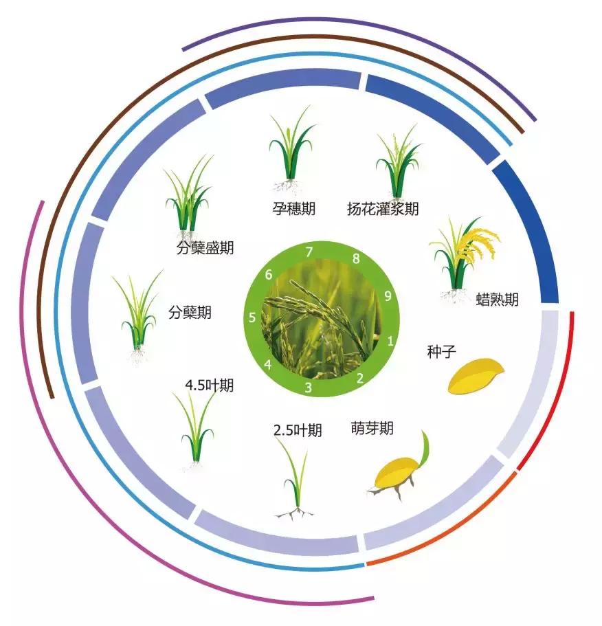 提高水稻亩产实施方案,水稻肥料怎么管理的