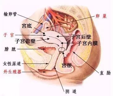 宫颈癌症侵犯膀胱直肠左侧输尿管,卵巢癌症压迫直肠