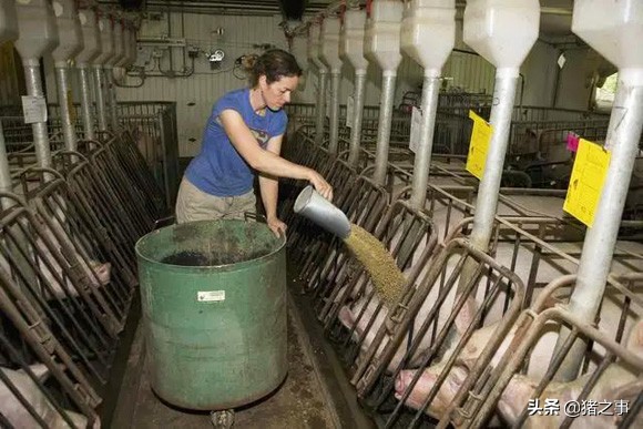 母猪采食量低的原因及解决方案,母猪哺乳期厌食是怎么回事