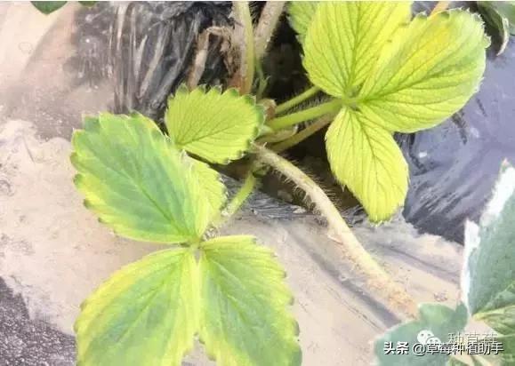 草莓叶片黄化原因是什么,草莓叶片干枯原因及解决方法