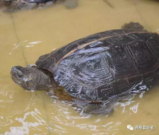 给乌龟干养的正确操作你做对了吗,给乌龟做家的简单办法