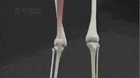 三个动作让腿部线条更紧实,怎样改善腿部变得更美