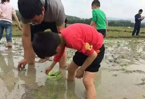 炒田螺不要辣家常做法,炒田螺最忌直接下锅