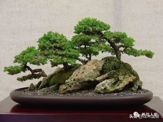 让你从厨艺小白变大神的100道菜,教你如何从一个小白变成大神