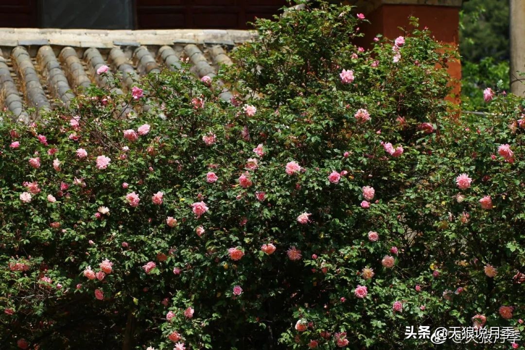 传家宝月季,月季传家宝紫色