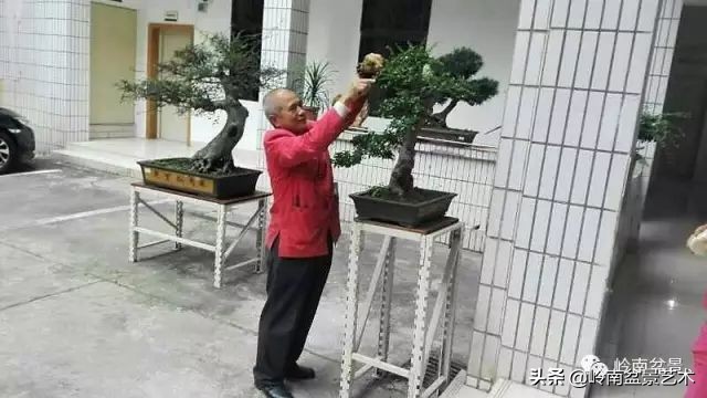 榆树盆景何时修剪最好,盆景怎样修剪最好看