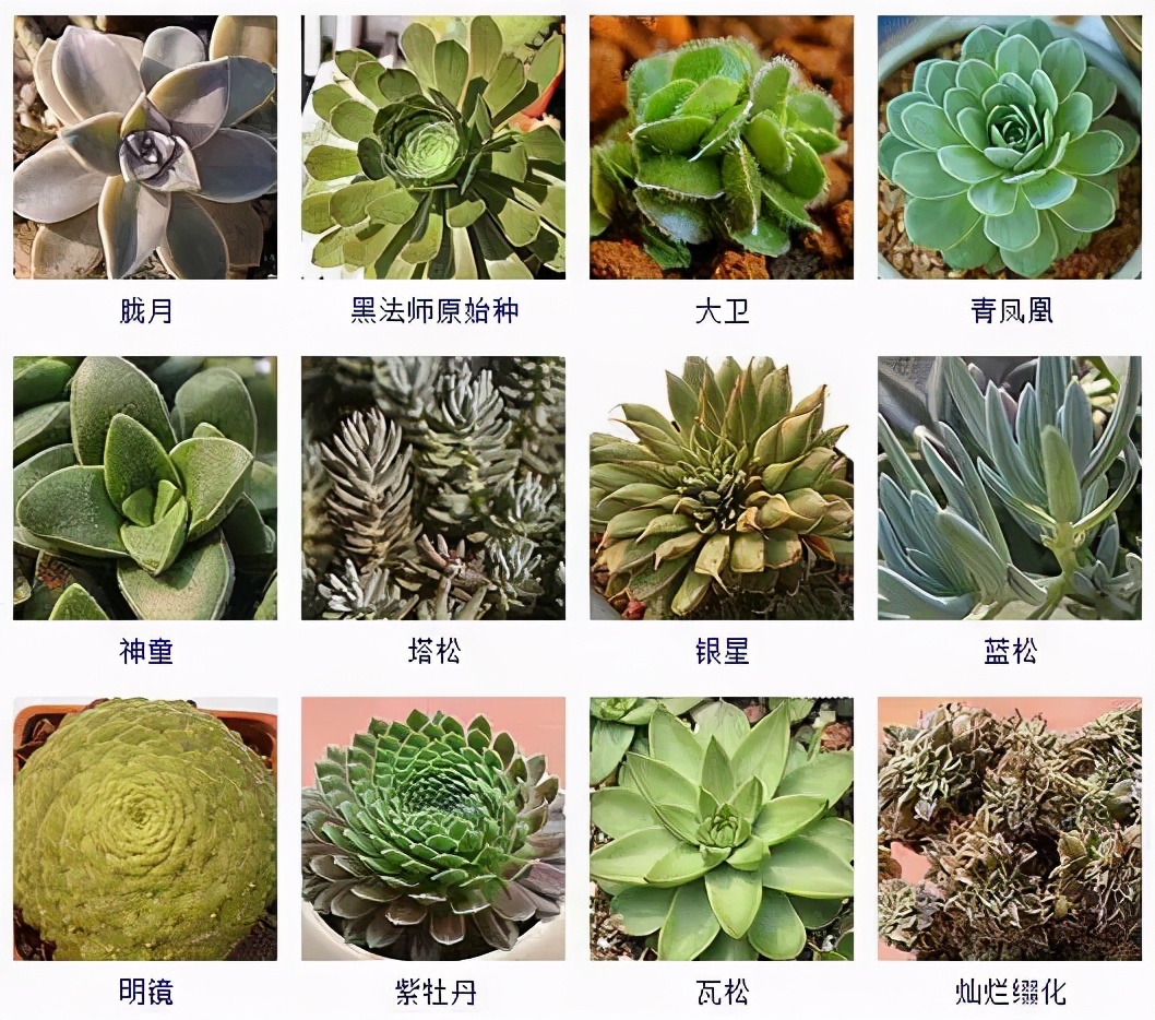 夏季型多肉植物品种有哪些好养,怎么判断我的多肉植物是什么品种