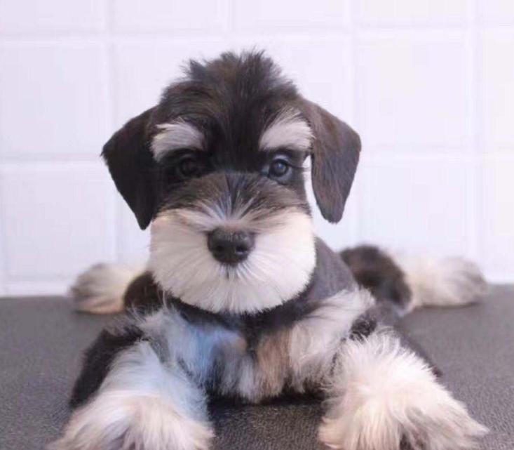 什么狗狗的寿命最长最好养,狗狗的寿命最长能活多少年