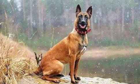 为什么那么多人喜欢马犬？看完你就明白了