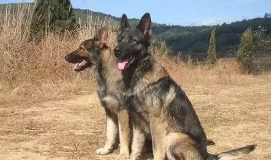 土狗不土田园犬,土狗真的不土吗