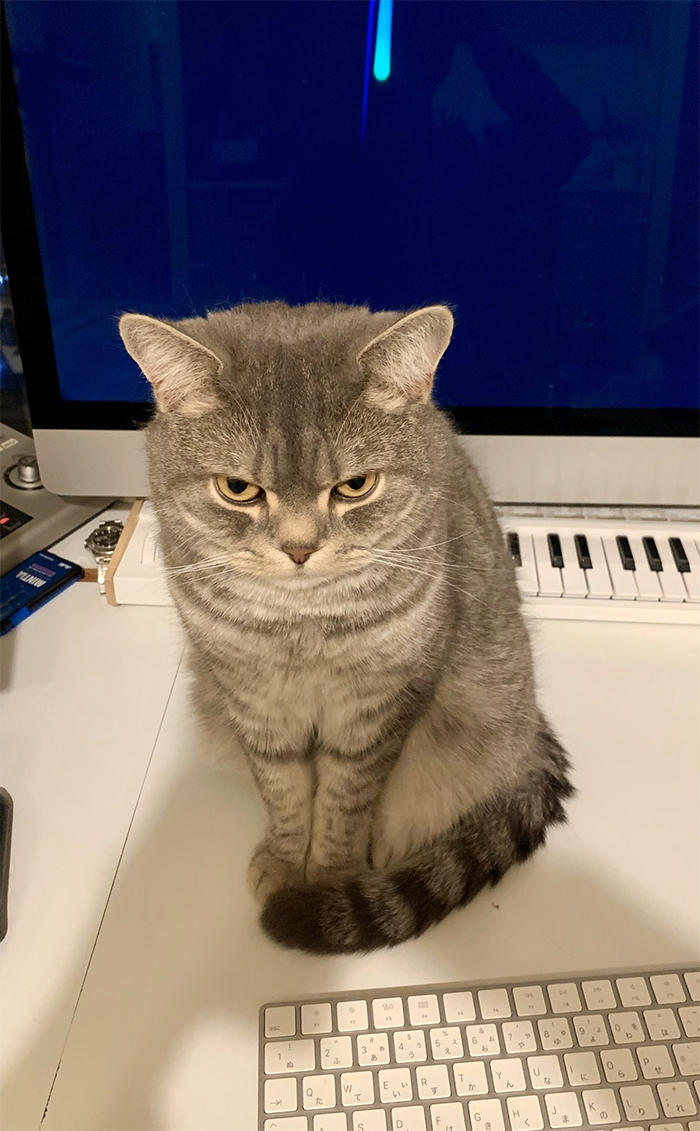 猫咪喜欢上桌子？打扰你的工作？试试这个方法，轻松摆脱它的骚扰
