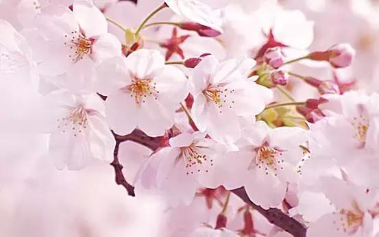 樱花开花日语怎么说,樱花凋落日语叫什么