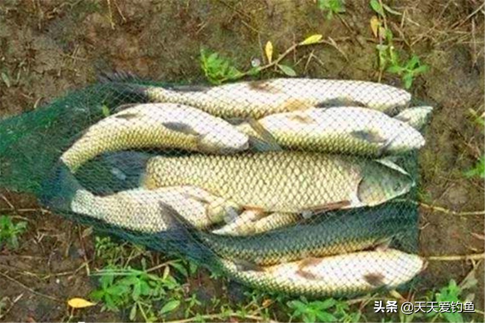 十多度钓草鱼技巧和方法,依照以下几种方法钓草鱼十拿九稳