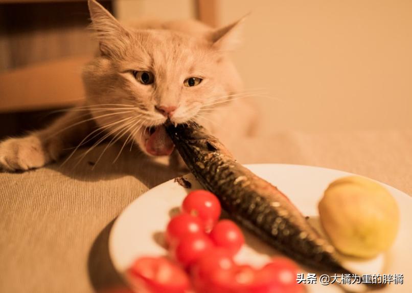 猫咪可以吃煎鱼会上火吗,猫咪可以吃鱼吗会不会卡住