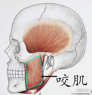 年纪越大脸就会越小是真的吗,如何判断自己是鹅蛋脸还是方脸