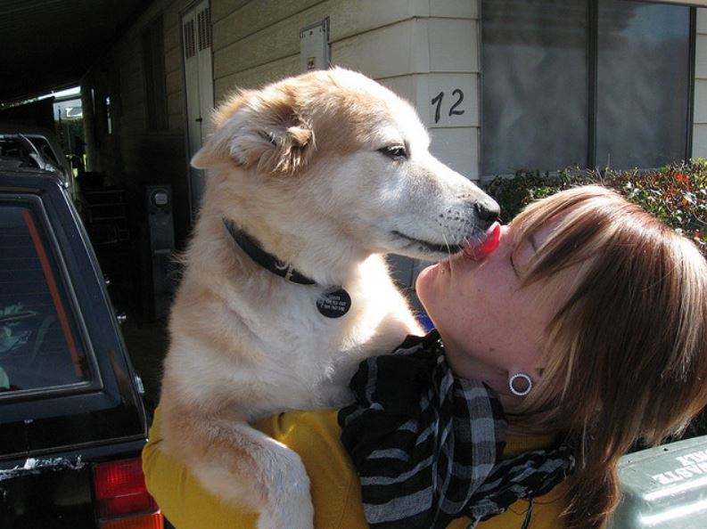 狗狗舔主人的手是什么意思,狗狗舔主人的鼻子是怎么回事