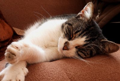 猫咪不愿意接近人怎么办,猫咪不想让主人抱怎么办