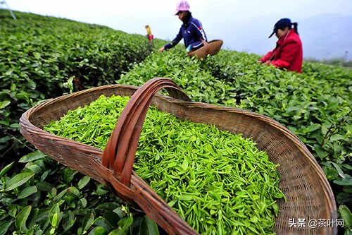 茶叶出售思路和方法,茶叶出售经营策略有哪些