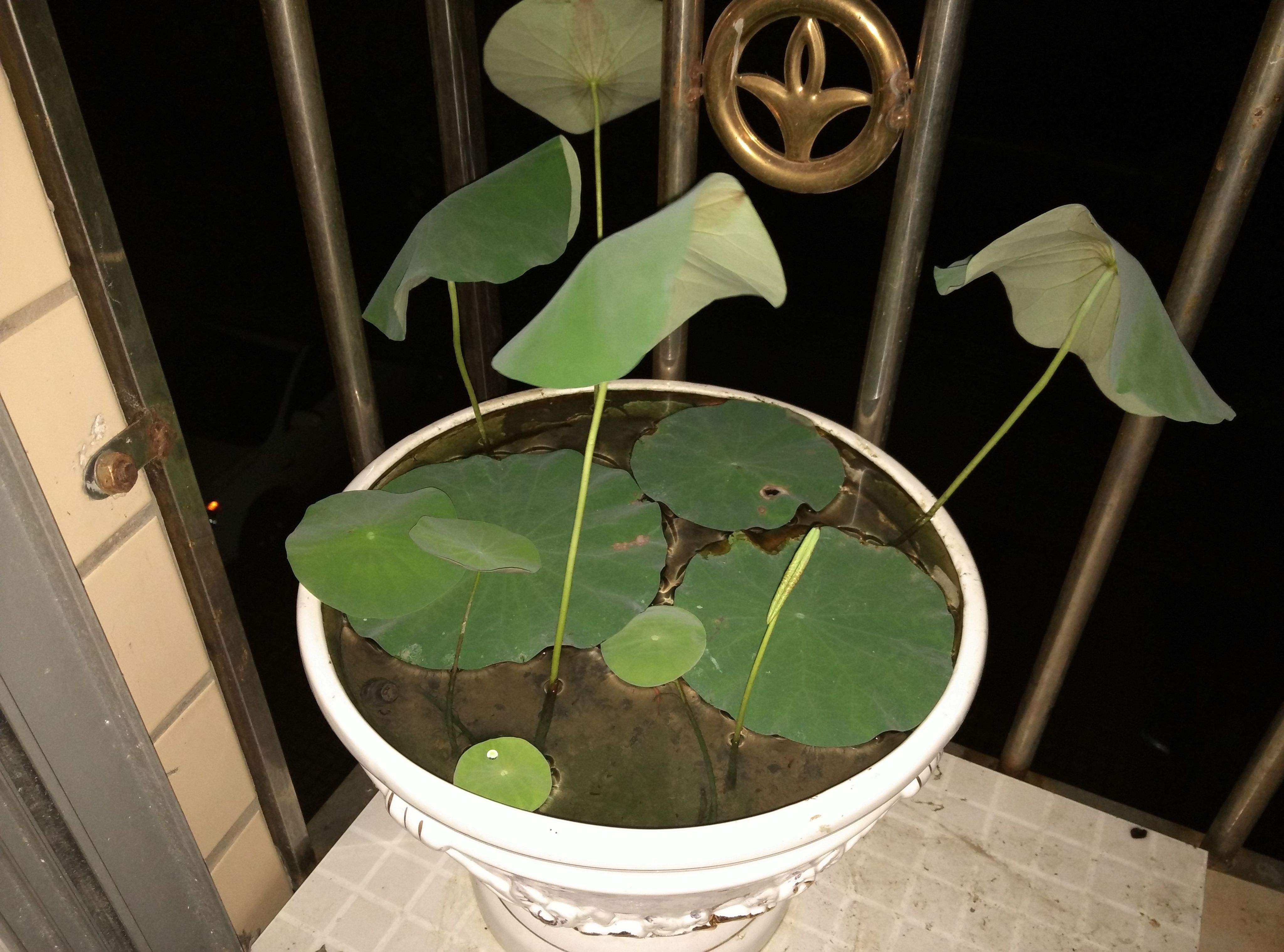 碗莲结了莲蓬怎样养？搞清楚这几点，花后养护更简单